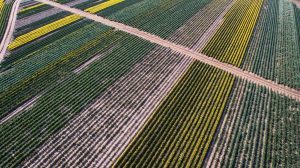 Drone Laws & Regulations